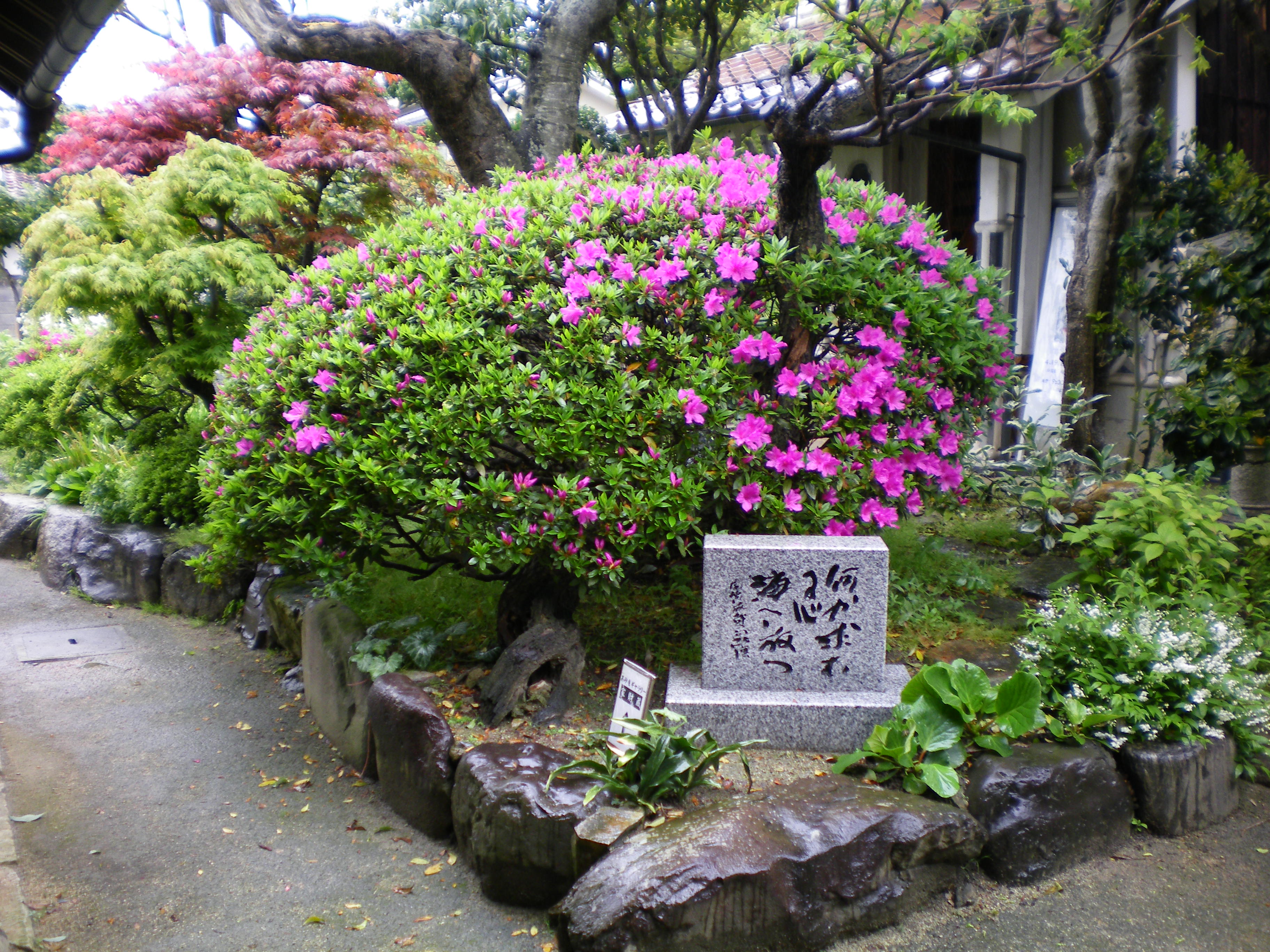 庭のツツジ 城下町とっとり交流館 高砂屋