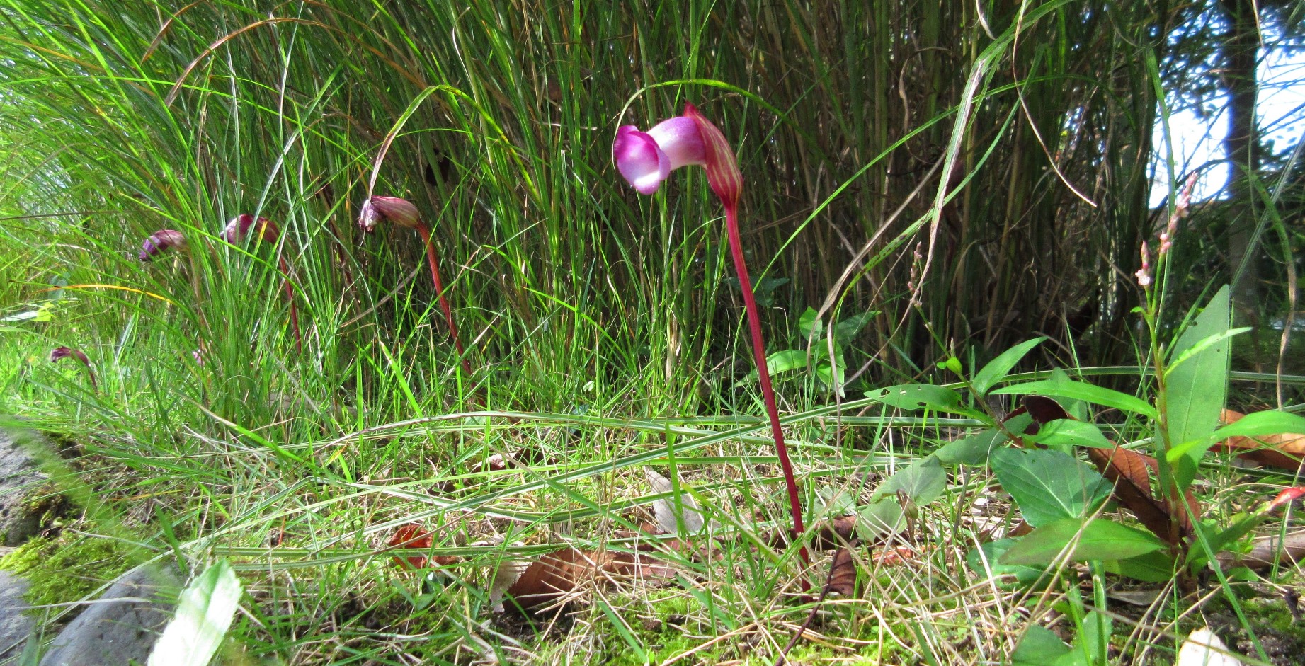 植物・南蛮キゼル www.net-japan.info