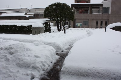 1/24午後の雪