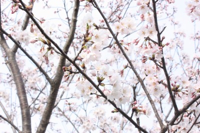 郷土館の桜