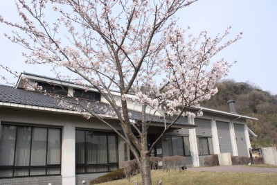 郷土館の桜