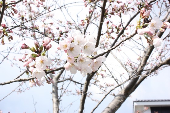 郷土館の桜（2019.3月末）