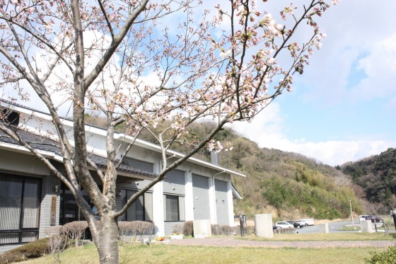 郷土館の桜（2019.3月末）