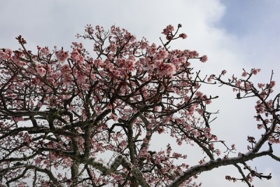 2月下旬に満開になる奥崎の寒桜