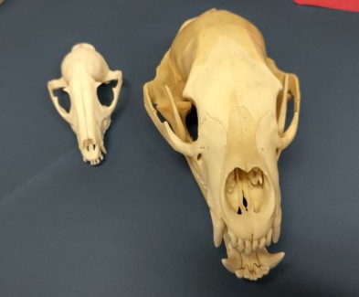 キツネ（左）とツキノワグマ（右）の頭蓋骨（個人蔵）