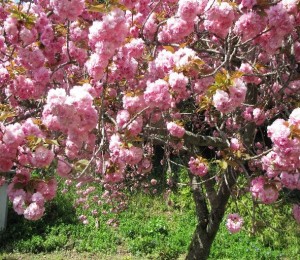 八重桜2