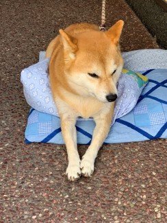 建勲神社近所の犬