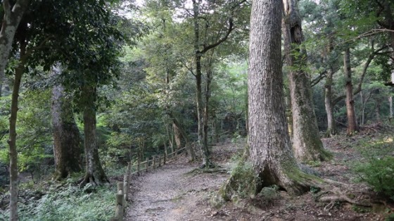 東照宮神域のモミ群