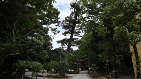 鳥取市歴史博物館横のモミの木