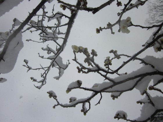 4雪をかぶった梅の花IMG_0016