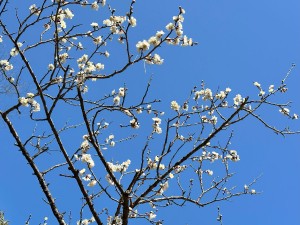 IMG_5234